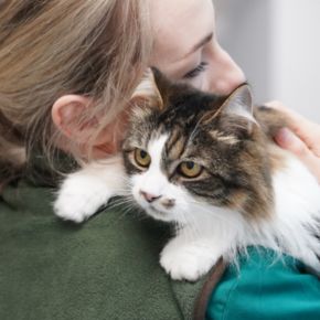 Mandatory microchipping for cats in Essex