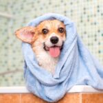 Try our nose-to-tail dog grooming routine