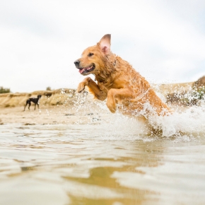 Sunny Shores & Sandy Paws: Dog Safety Tips for the Beach